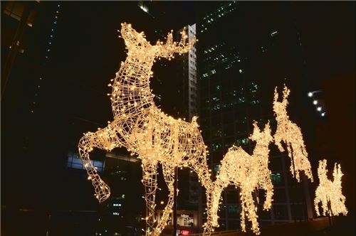 Majestic reindeer!