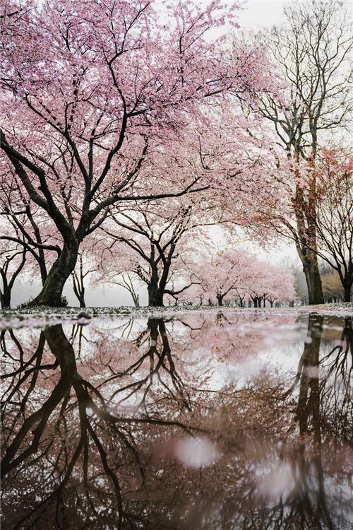 Beautiful sakura flowers! Photo by Banter Snaps