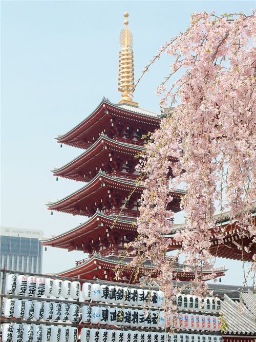 Sakura flowers (cherry blossoms) are a treat to look at! Photo by Yu Kato. This photo and the 2 directly above it can be found on Unsplash.com